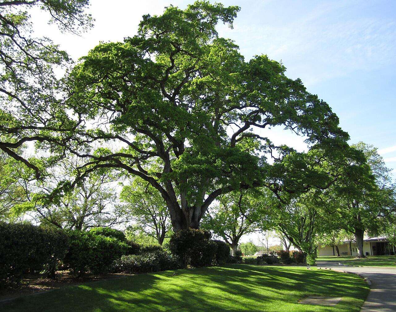 A residential street under a canopy of mature oaks