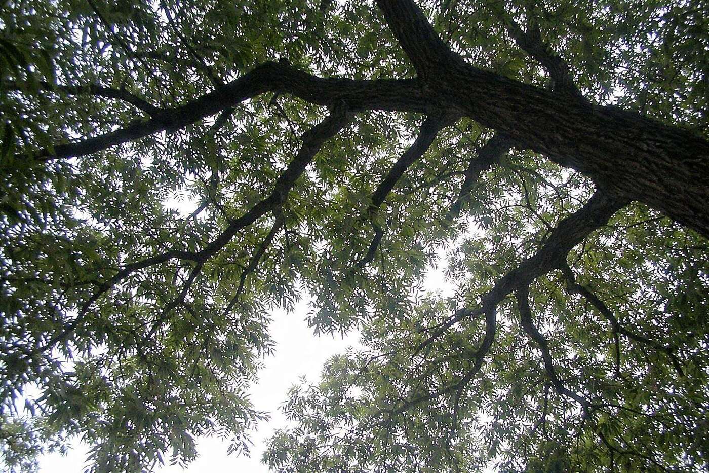 The canopy of a mature pecan tree against the sky