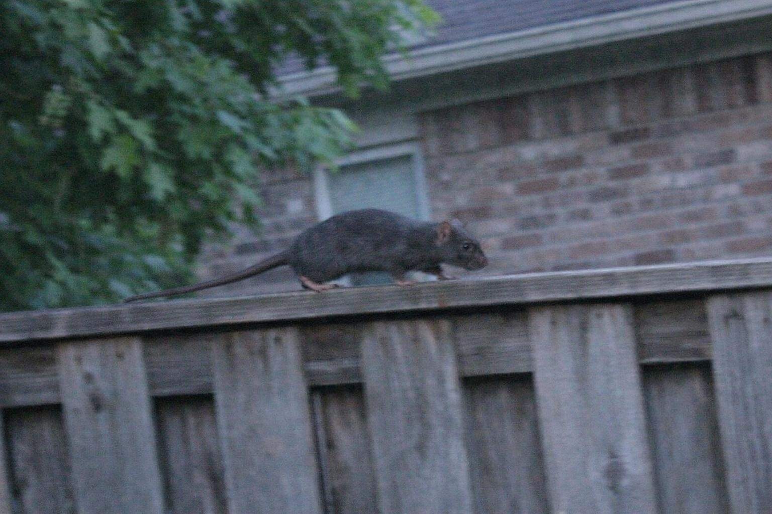 A rat on top of a wooden fence, the kind of run that leads to a roof